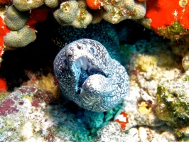 IMG 3223 Spotted Moray